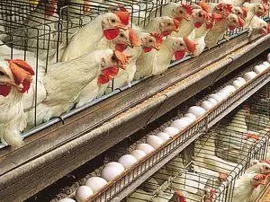 Eggs