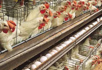 Eggs